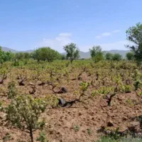 ۱۲۰۰متر باغ انگور با امتیاز ۲ساعت. اب