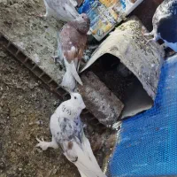 کبوتر تهرانی پاکستانی پرشی