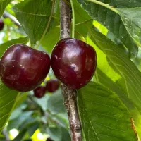 فروش گیلاس لواسون بزرگ