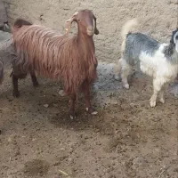 بزوبزغاله