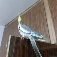 عروس هلندی سخنگو نژاد سینامون بالغ