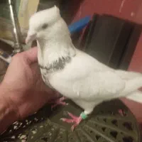 کبوتر طوقی