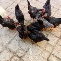 مرغ تخم گذار