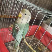 طوطی کوتوله برزیلی