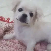 سگ ۳ماهه