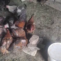 مرغ خروس ت