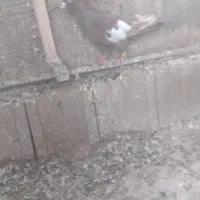 کفتر سرک