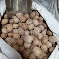 گردو خارجی نباتشاخه