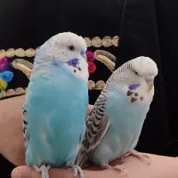 یک جفت مرغ عشق انگلیسی اخمو