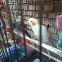 عروس هالندی