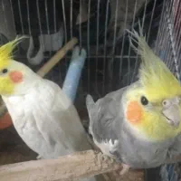 عروس هلندی