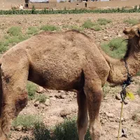 شتر دو کوهانه
