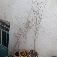 نحال|گل و گیاه طبیعی|قم, چهل درخت|دیوار