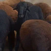 بره نر