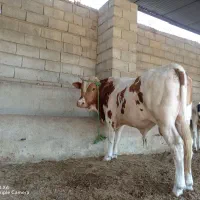 جوانه چاق گوشتی قیمت 250000000