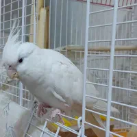 عروس هلندی گمشده