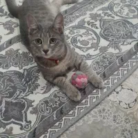 فروش واگذاری گربه