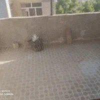 اجاره آپارتمان دو خوابه|اجارهٔ آپارتمان|یاسوج, |دیوار