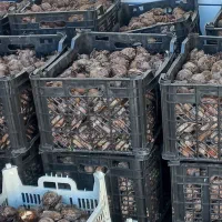 پیاز گل  معطر نرگس(سلطان گل ها)