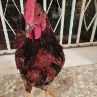 فروش دو عدد خروس گلپایگانی