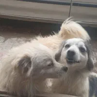 سگ جفت نر و ماده