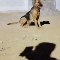 سگ ژرمن