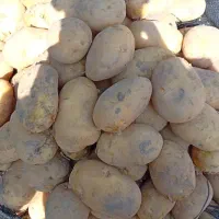 سیب زمینی اگریا