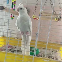 یک جفت عروس هلندی رام