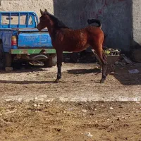 اسب|اسب و تجهیزات اسبسواری|دالاهو, |دیوار