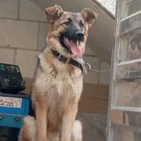 سگ ژرمن