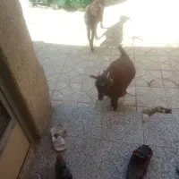 بوز