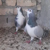 دمگیر نروماده واز خرقه بدرنگ