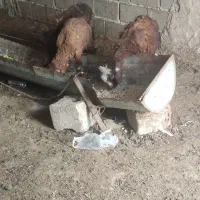 بره