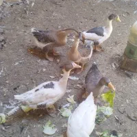 فروش غاز و قوغاز آفریقایی