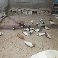 کبوتر رنگی درجه یک