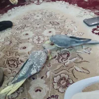 عروس هلندی