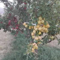 باغبانی وهرس کاری وپیوند زنی وابیاری انواع درخت