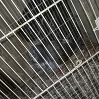 کفتر|پرنده|مشهد, پورسینا|دیوار