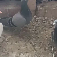 سبز ماده مسافتی