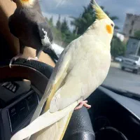 عروس هلندی نروماده