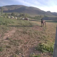 واگذاری سگ ماچ گله ای سرابی سیاه سینه سفیدوا