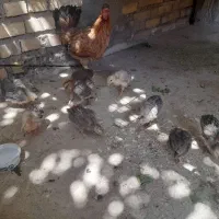 مرغ و جوجه‌
