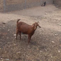 بز پاکستانی و دو عدد کره نر پاکستانی