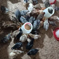 جوجه کوردی