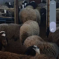 کار در دامداری شبانه روزی