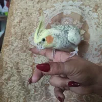 عروس هلندی بالغ جفت کله زرد