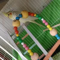 عروس هلندی