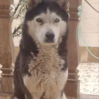 سگ هاسکی با شناسنامه