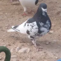 کفتر نروماده یال سبز گلدار