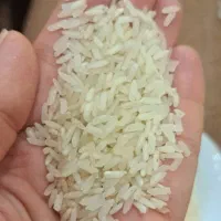 برنج چمپای نوآباد